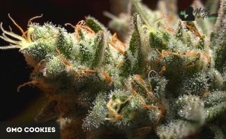 gmo cookies
