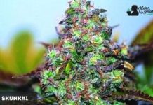 Skunk #1