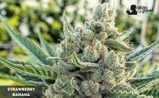 Strawberry Banana de DNA Genetics strawberry banana