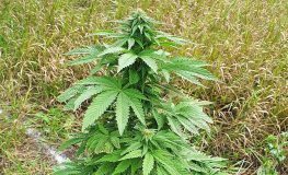 Variedades de Skunk, ¡conócelas todas! skunk