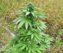 skunk