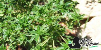 Australian Bastard Cannabis Seeds (ABC) – Review