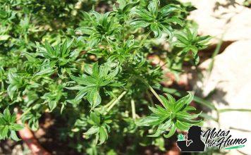 Australian Bastard Cannabis Seeds (ABC) – Review