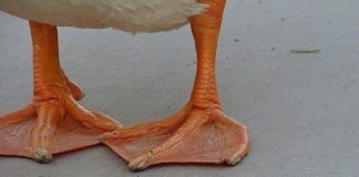 Review Duckfoot Weed (Marihuana Pato) duckfoot weed