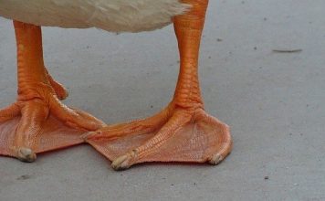 duckfoot weed