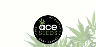 ACE Seeds ace seeds