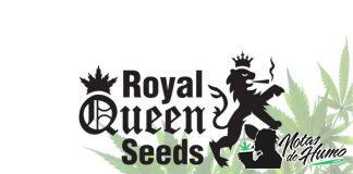Royal Queen Seeds royal queen seeds