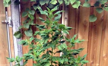 Variedades de Marihuana Pato (Duckfoot)