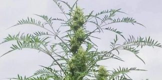 Freakshow Marihuana de Humboldt Seeds – Opiniones