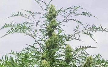 Freakshow Marihuana de Humboldt Seeds – Opiniones