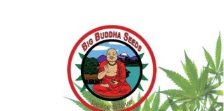 big buddha seeds