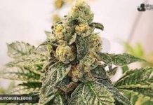 Auto Bubblegum XXL de GB Strains auto bubblegum xxl