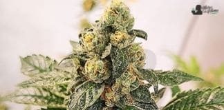 Auto Bubblegum XXL de GB Strains auto bubblegum xxl