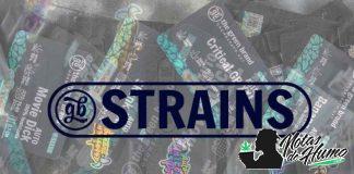 GB Strains gb strains