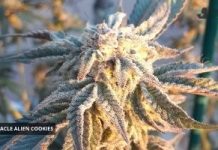 miracle alien cookies