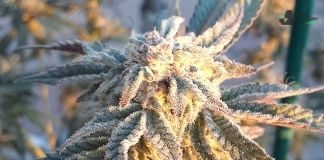 Miracle Alien Cookies de Capulator miracle alien cookies