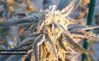 Miracle Alien Cookies de Capulator miracle alien cookies