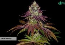 Mimosa Evo de Barney’s Farm mimosa evo