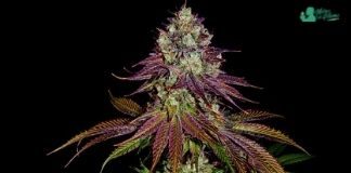 Mimosa Evo de Barney’s Farm mimosa evo