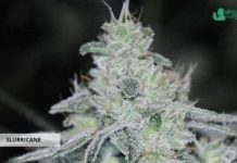 Slurricane de Anesia Seeds slurricane
