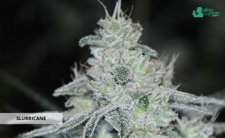 Slurricane de Anesia Seeds slurricane