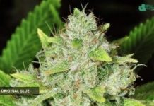 Original Glue de Nirvana Seeds original glue