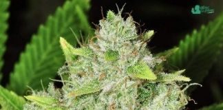 Original Glue de Nirvana Seeds original glue
