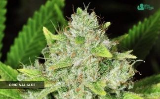 Original Glue de Nirvana Seeds original glue