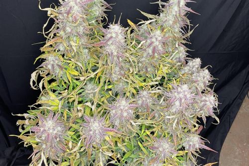 Original glue strain