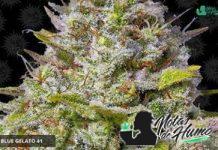Blue Gelato 41 Barney’s marihuana blue gelato 41