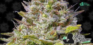 Blue Gelato 41 Barney’s marihuana blue gelato 41