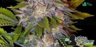 Caramelo Delicious Seeds caramelo delicious seeds