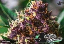 Marihuana Pato (Duckfoot) Marihuana pato (duckfoot)