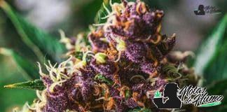 Marihuana Pato (Duckfoot) Marihuana pato (duckfoot)