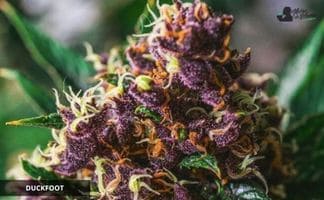 Marihuana pato (duckfoot)