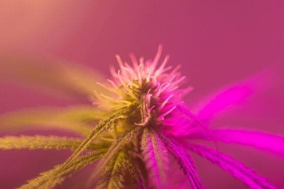 errores cultivo cannabis