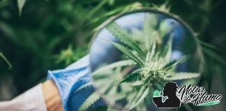 Errores típicos en el cultivo de marihuana errores en el cultivo