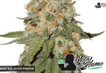 orange bud ductch passion