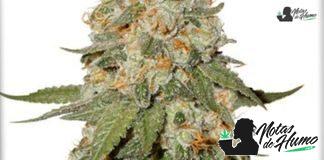 Orange Bud Dutch Passion orange bud ductch passion