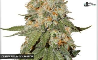 orange bud ductch passion