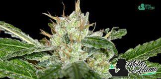 Chemdawg Humboldt Seeds Chemdawng Humboldt Seeds