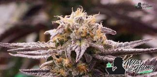 OGKZ Humboldt Seed Organization Planta OGKZ humboldt