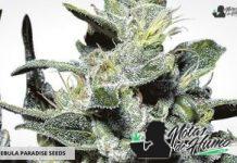 Nebula Paradise Seeds nebula paradise seeds