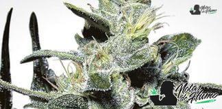 Nebula Paradise Seeds nebula paradise seeds