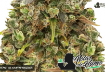 SexxPot de Karyn Wagner planta sexxpot