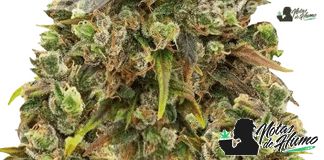 SexxPot de Karyn Wagner planta sexxpot