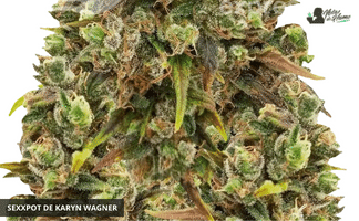 SexxPot de Karyn Wagner planta sexxpot