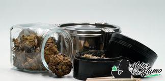 Cómo hacer una cata de marihuana paso a paso Cata marihuana paso por paso