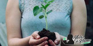 Fertilizantes orgánicos para Marihuana Fertilizantes orgánicos para marihuana