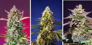 Nuevas variedades Sweet Seeds® 2022 Novedades Sweet Seeds 2022